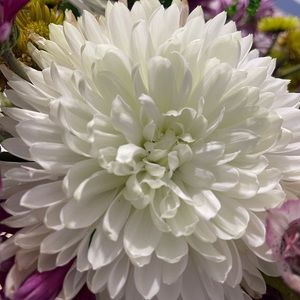 Meet your Posher, Emmalin